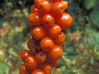 Arum maculatum 10, Gevlekte aronskelk, Saxifraga-Jan de Laat