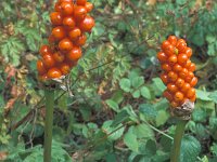 Arum maculatum 11, Gevlekte aronskelk, Saxifraga-Jan de Laat