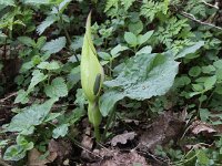 Arum maculatum 13, Gevlekte aronskelk, Saxifraga-Peter Meininger