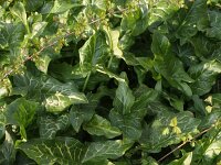 Arum maculatum 14, Gevlekte aronskelk, Saxifraga-Rutger Barendse