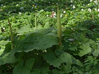 Arum maculatum 15, Gevlekte aronskelk, Saxifraga-Hans Dekker