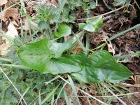 Arum maculatum 17, Gevlekte aronskelk, Saxifraga-Rutger Barendse
