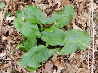 Arum maculatum 18, Gevlekte aronskelk, Saxifraga-Rutger Barendse