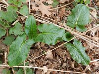 Arum maculatum 19, Gevlekte aronskelk, Saxifraga-Rutger Barendse