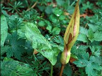 Arum maculatum 2, Gevlekte aronskelk, Saxifraga-Piet Zomerdijk