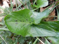 Arum maculatum 20, Gevlekte aronskelk, Saxifraga-Rutger Barendse
