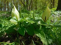Arum maculatum 21, Gevlekte aronskelk, Saxifraga-Ed Stikvoort