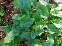 Arum maculatum 22, Gevlekte aronskelk, Saxifraga-Ed Stikvoort