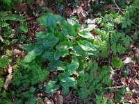 Arum maculatum 23, Gevlekte aronskelk, Saxifraga-Ed Stikvoort