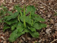Arum maculatum 26, Gevelkte aronskelk, Saxifraga-Hans Boll