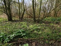 Arum maculatum 28, Gevlekte aronskelk, Saxifraga-Hans Boll