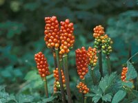 Arum maculatum 3, Gevlekte aronskelk, Saxifraga-Piet Zomerdijk