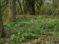 Arum maculatum 30, Gevlekte aronskelk, Saxifraga-Hans Boll