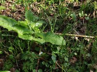 Arum maculatum 31, Gevlekte aronskelk, Saxifraga-Hans Boll