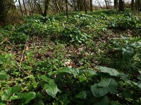 Arum maculatum 36, Gevlekte aronskelk, Saxifraga-Hans Boll