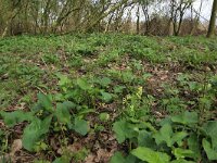 Arum maculatum 39, Gevlekte aronskelk, Saxifraga-Hans Boll