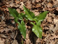 Arum maculatum 4, Gevlekte aronskelk, Saxifraga-Jan van der Straaten
