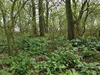 Arum maculatum 40, Gevlekte aronskelk, Saxifraga-Hans Boll