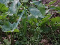 Arum maculatum 42, Gevlekte aronskelk, Saxifraga-Hans Boll