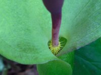 Arum maculatum 44, Gevlekte aronskelk, Saxifraga-Ed Stikvoort