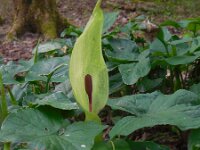 Arum maculatum 45, Gevlekte aronskelk, Saxifraga-Ed Stikvoort