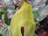 Arum maculatum 46, Gevlekte aronskelk, Saxifraga-Ed Stikvoort