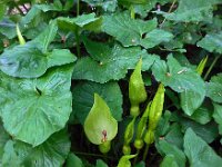 Arum maculatum 47, Gevlekte aronskelk, Saxifraga-Ed Stikvoort