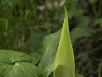Arum maculatum 48, Gevlekte aronskelk, Saxifraga-Willem van Kruijsbergen