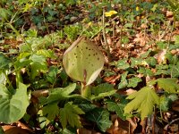 Arum maculatum 49, Gevlekte aronskelk, Saxifraga-Peter Meininger