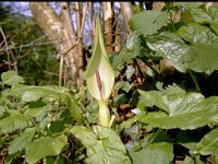 Arum maculatum 5, Gevlekte aronskelk, Saxifraga-Rutger Barendse