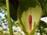 Arum maculatum 50, Gevlekte aronskelk, Saxifraga-Ed Stikvoort