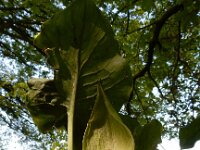 Arum maculatum 51, Gevlekte aronskelk, Saxifraga-Ed Stikvoort