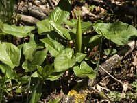 Arum maculatum 6, Gevlekte aronskelk, Saxifraga-Jan van der Straaten