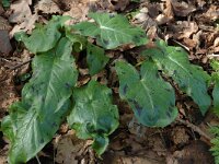 Arum maculatum 7, Gevlekte aronskelk, Saxifraga-Jan van der Straaten