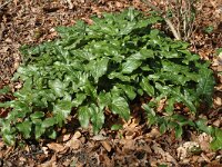 Arum maculatum 8, Gevlekte aronskelk, Saxifraga-Marijke Verhagen