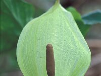 Arum maculatum 9, Gevlekte aronskelk, Saxifraga-Jan Nijendijk