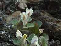 Asarina procumbens 6, Saxifraga-Willem van Kruijsbergen