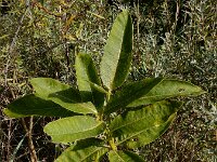 Asclepias syriaca 12, Zijdeplant, Saxifraga-Ed Stikvoort