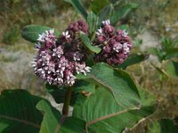 Asclepias syriaca 13, Zijdeplant, Saxifraga-Ed Stikvoort