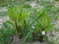 Asclepias syriaca 14, Zijdeplant, Saxifraga-Ed Stikvoort