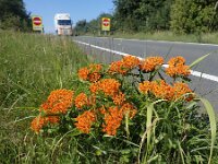 Asclepias tuberosa