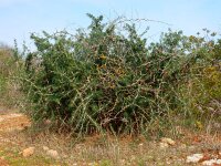 Asparagus albus 10, Saxifraga-Ed Stikvoort
