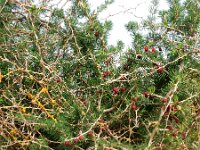 Asparagus albus 6, Saxifraga-Ed Stikvoort
