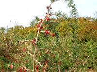 Asparagus albus 8, Saxifraga-Ed Stikvoort