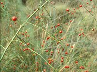 Asparagus officinalis 1, Asperge, Saxifraga-Piet Zomerdijk