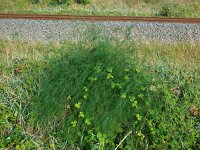 Asparagus officinalis 11, Asperge, Saxifraga-Ed Stikvoort
