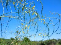 Asparagus officinalis 13, Asperge, Saxifraga-Ed Stikvoort