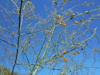 Asparagus officinalis 15, Asperge, Saxifraga-Ed Stikvoort