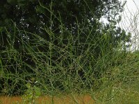 Asparagus officinalis 18, Asperge, Saxifraga-Ed Stikvoort