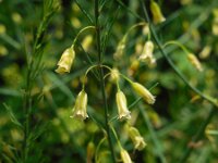 Asparagus officinalis 20, Asperge, Saxifraga-Ed Stikvoort